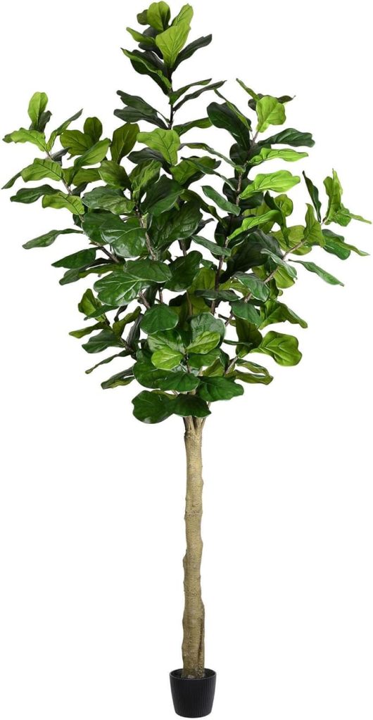 Tall 10-foot fiddle leaf fig tree with lush green leaves